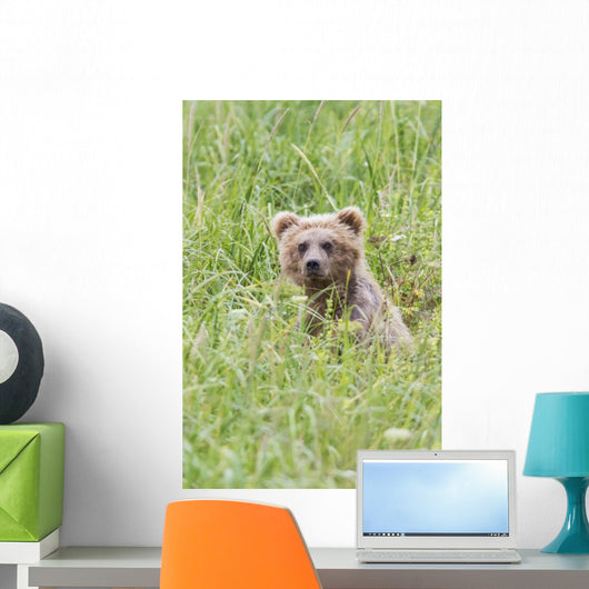 Grizzly Bear In Sedge Grass Wall Mural