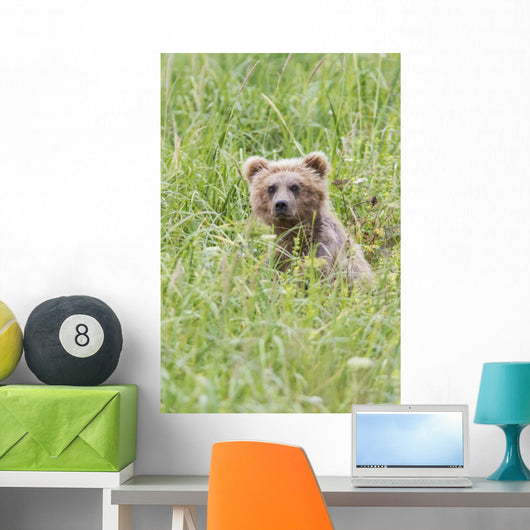 Grizzly Bear In Sedge Grass Wall Mural