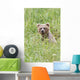 Grizzly Bear In Sedge Grass Wall Mural
