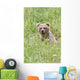 Grizzly Bear In Sedge Grass Wall Mural