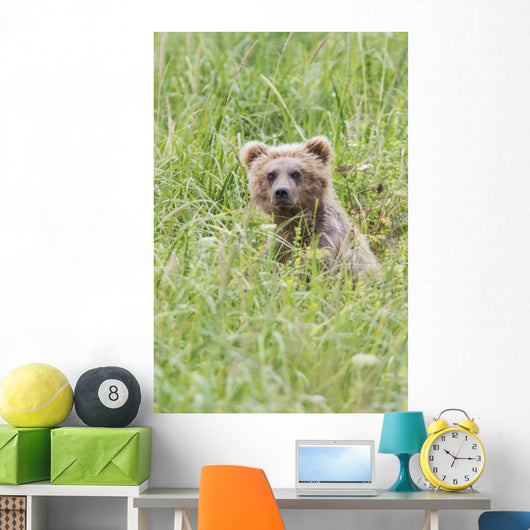 Grizzly Bear In Sedge Grass Wall Mural