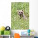 Grizzly Bear In Sedge Grass Wall Mural