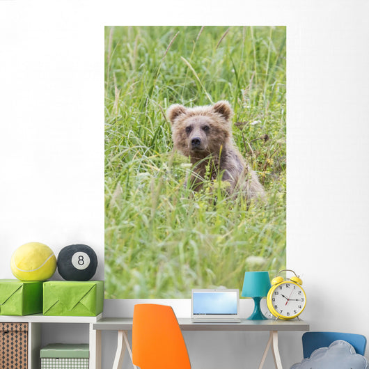 Grizzly Bear In Sedge Grass Wall Mural