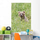 Grizzly Bear In Sedge Grass Wall Mural