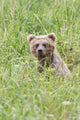 Grizzly Bear In Sedge Grass Wall Mural