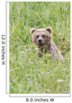 Grizzly Bear In Sedge Grass Wall Mural