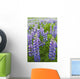 Close Up Of A Field Of Lupine Near Seward, Southcentral Alaska, Summer Wall Mural