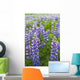 Close Up Of A Field Of Lupine Near Seward, Southcentral Alaska, Summer Wall Mural
