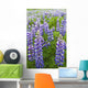 Close Up Of A Field Of Lupine Near Seward, Southcentral Alaska, Summer Wall Mural