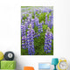 Close Up Of A Field Of Lupine Near Seward, Southcentral Alaska, Summer Wall Mural