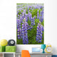 Close Up Of A Field Of Lupine Near Seward, Southcentral Alaska, Summer Wall Mural