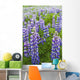Close Up Of A Field Of Lupine Near Seward, Southcentral Alaska, Summer Wall Mural