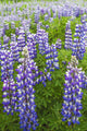 Close Up Of A Field Of Lupine Near Seward, Southcentral Alaska, Summer Wall Mural