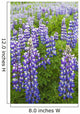 Close Up Of A Field Of Lupine Near Seward, Southcentral Alaska, Summer Wall Mural
