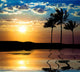 Sunset Beach and Palm Tree Wall Mural