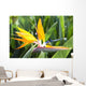 Tropical Bird of Paradise flower in full bloom Oahu, Hawaii Wall Mural