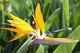 Tropical Bird of Paradise flower in full bloom Oahu, Hawaii Wall Mural