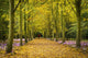 Couple Walking Along Avenue Of Beech Trees Wall Mural