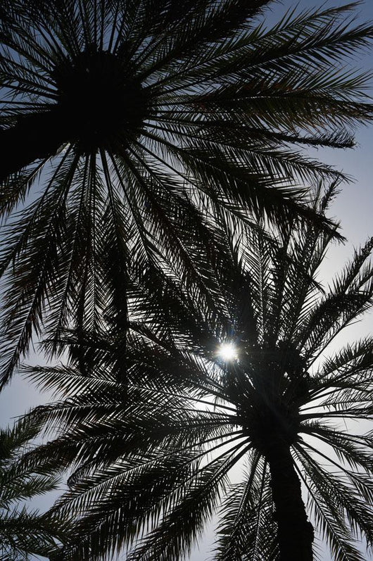 Silhouette Of Date Palm Trees In Oasis Wall Mural