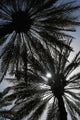 Silhouette Of Date Palm Trees In Oasis Wall Mural
