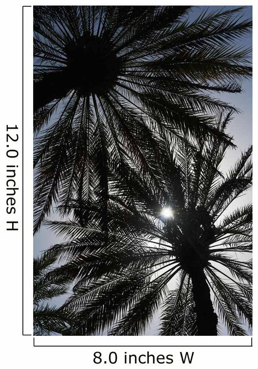 Silhouette Of Date Palm Trees In Oasis Wall Mural