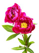 garden peony flowers Wall Decal