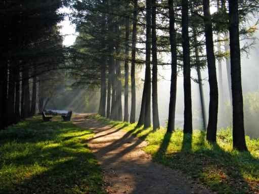 Morning Park Wall Decal