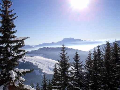 Photo Montagne Et Sapin Wall Decal