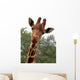 Portrait Young Giraffe Wall Mural