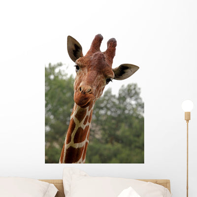 Portrait Young Giraffe Wall Mural shown on a wall