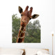 Portrait Young Giraffe Wall Mural