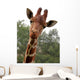 Portrait Young Giraffe Wall Mural