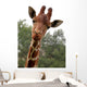 Portrait Young Giraffe Wall Mural