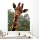 Portrait Young Giraffe Wall Mural