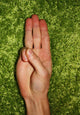 Scout Sign and Salute