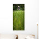 Worker On Rice Field Wall Mural