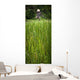 Worker On Rice Field Wall Mural