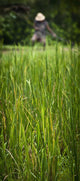 Worker On Rice Field Wall Mural