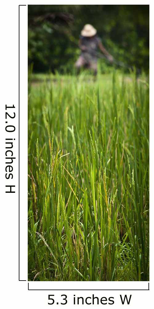 Worker On Rice Field Wall Mural
