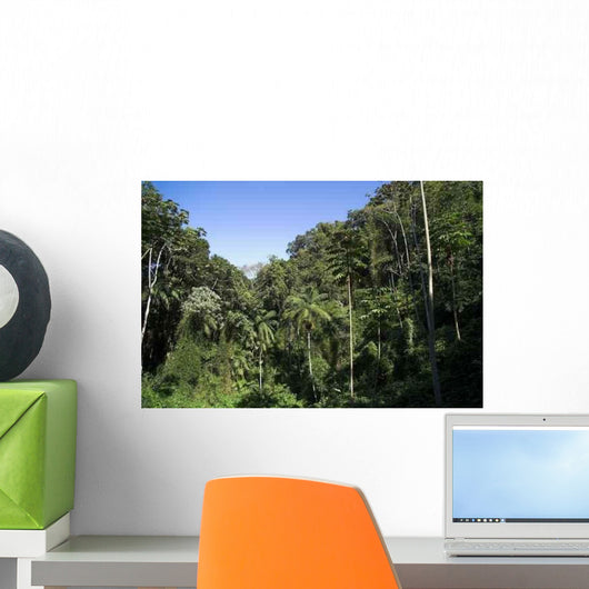 Atlantic Rain Forest Wall Decal Design 2