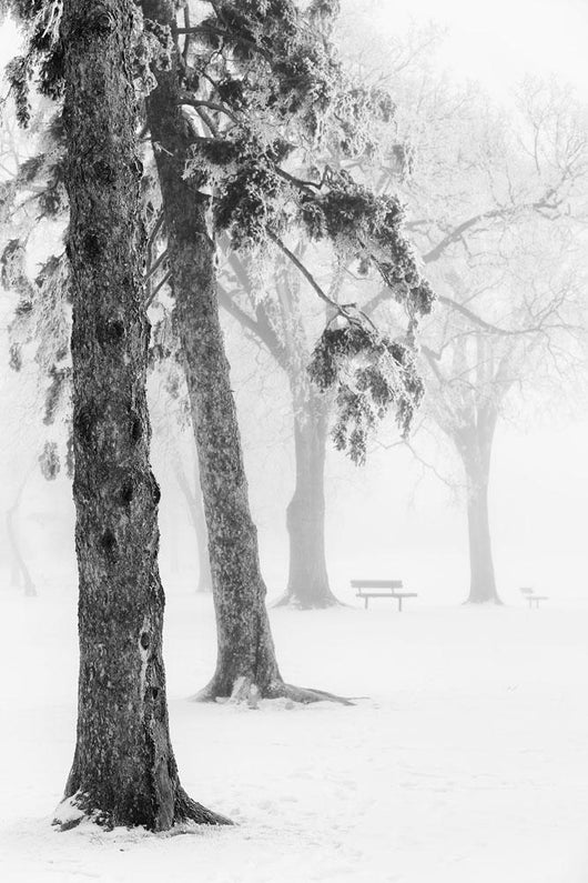 Ice fog in winter assiniboine park;Winnipeg manitoba canada Wall Mural