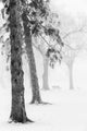 Ice fog in winter assiniboine park;Winnipeg manitoba canada Wall Mural