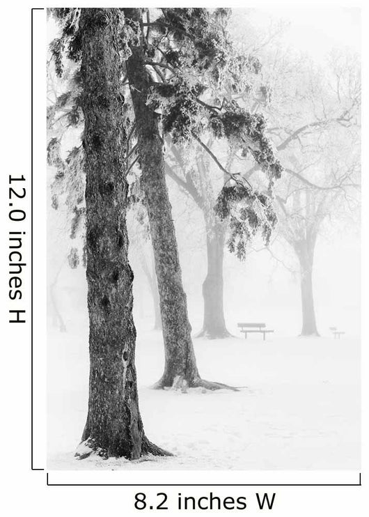 Ice fog in winter assiniboine park;Winnipeg manitoba canada Wall Mural
