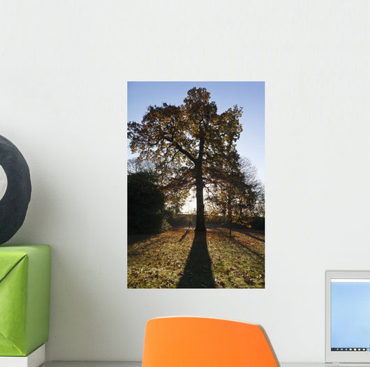 Autumn Colors In Greenwich Park With Back-Lit Tree Wall Mural