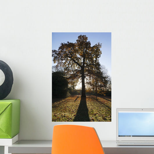 Autumn Colors In Greenwich Park With Back-Lit Tree Wall Mural