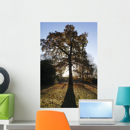Autumn Colors In Greenwich Park With Back-Lit Tree Wall Mural