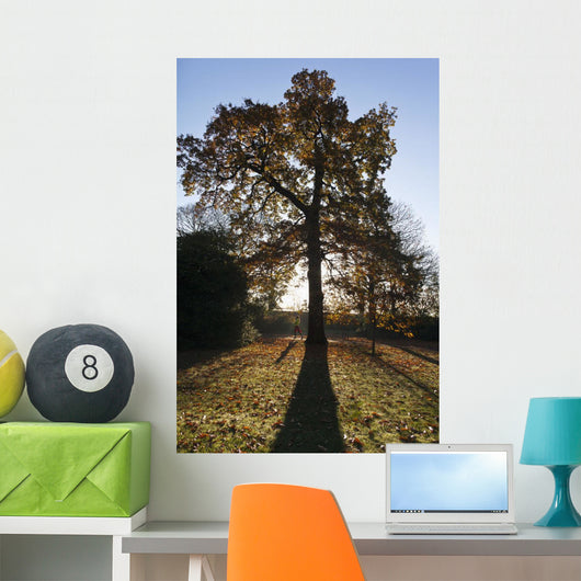 Autumn Colors In Greenwich Park With Back-Lit Tree Wall Mural