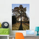 Autumn Colors In Greenwich Park With Back-Lit Tree Wall Mural