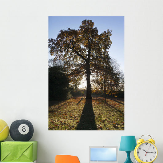 Autumn Colors In Greenwich Park With Back-Lit Tree Wall Mural