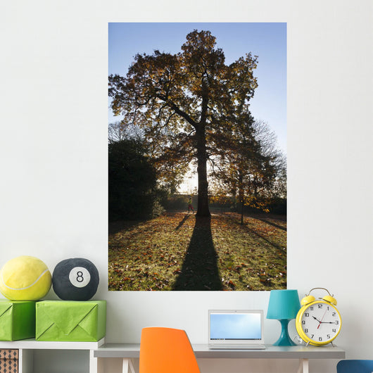 Autumn Colors In Greenwich Park With Back-Lit Tree Wall Mural